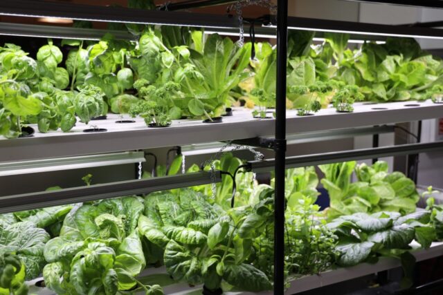 Eco St. Lo & the Hydroponic Garden Club